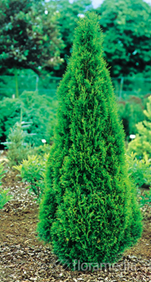      Thuja occidentalis 'Brobeck Tower'